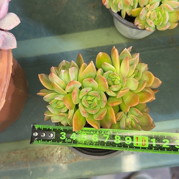 翠鸟222 多肉植物一物一拍