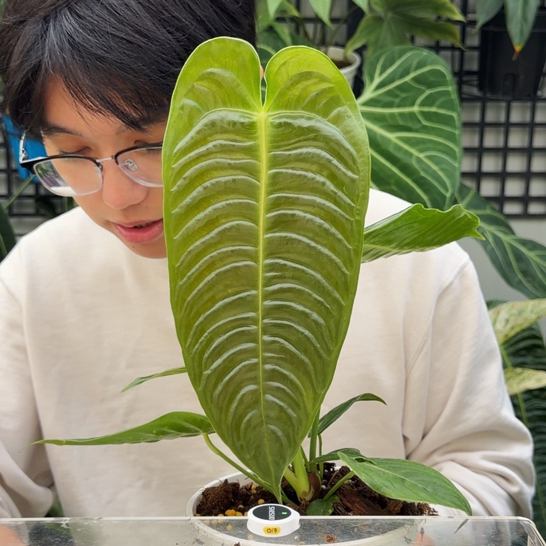 完全开放O191火鹤王