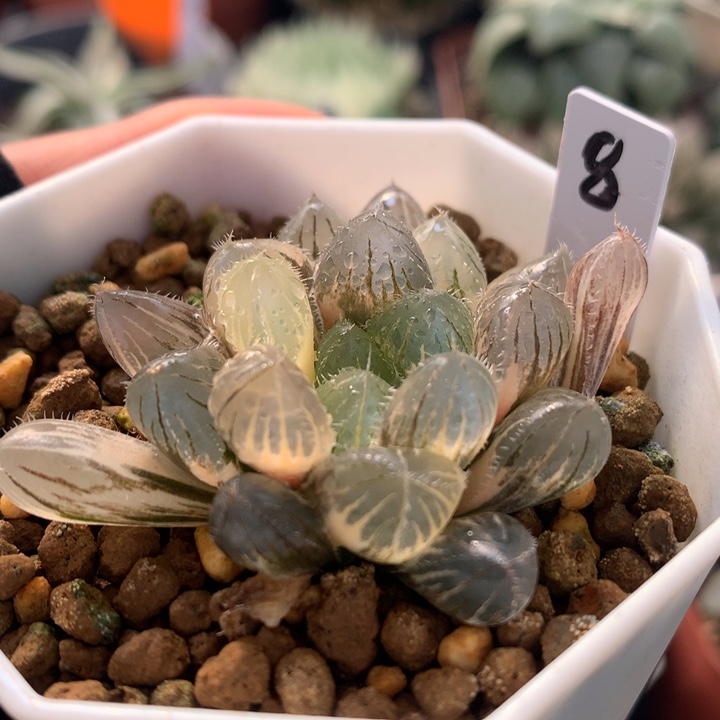 赤线玉露锦，带盆发货