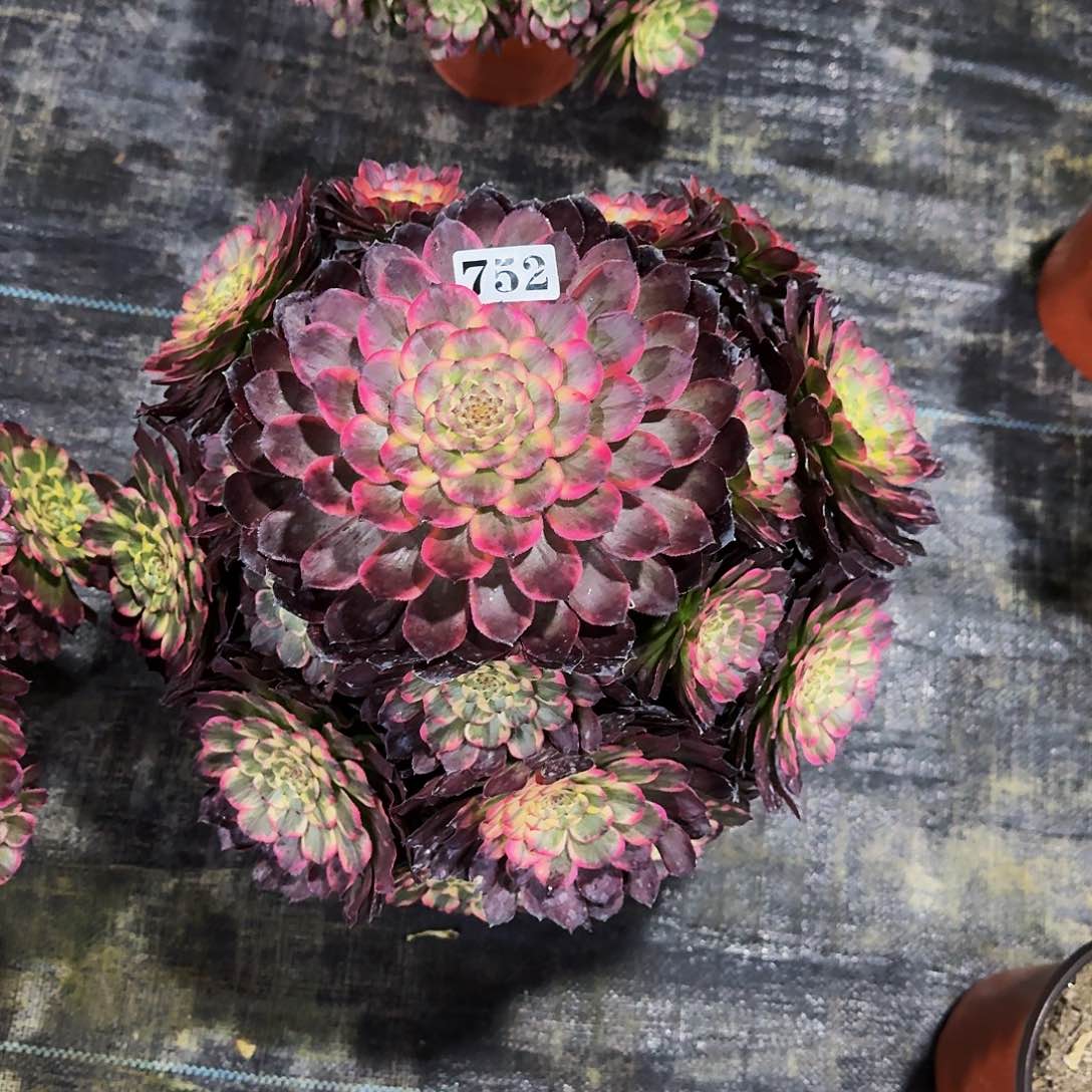 0000000752黑金刚多肉植物