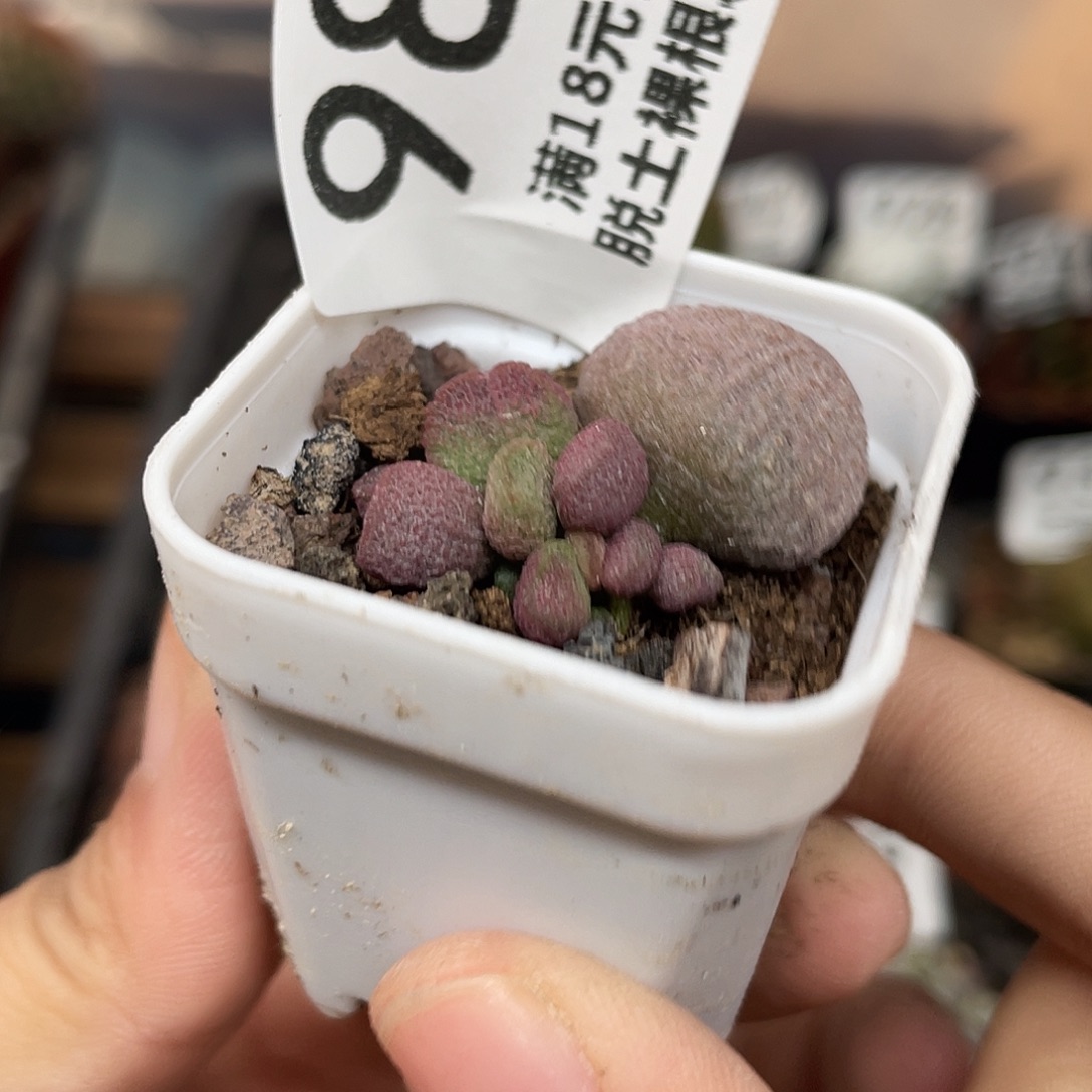 980夏娃水泡（满18元包邮）