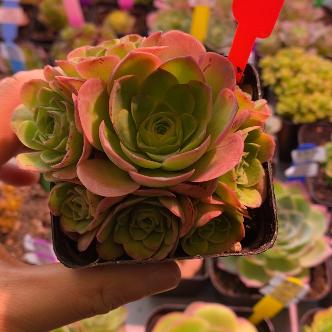 21号四月天—山地玫瑰