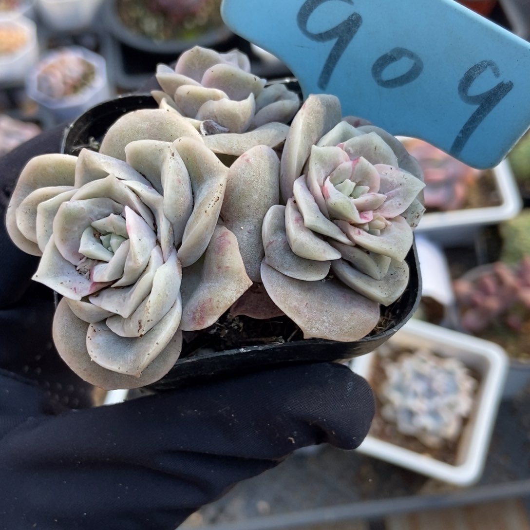 909可爱玫瑰石化多肉