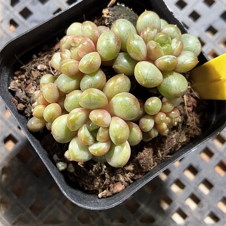 多肉植物葡萄6113