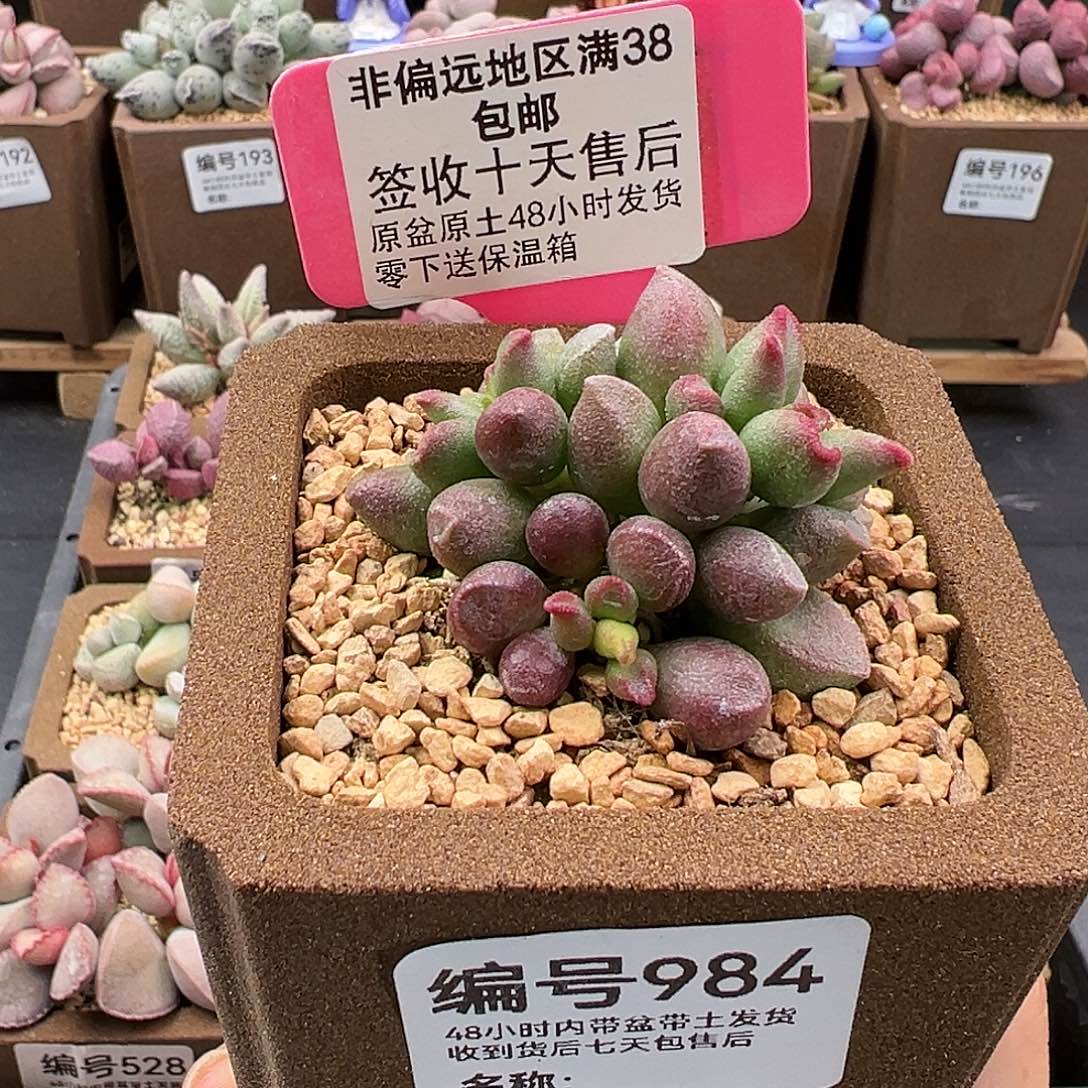 984红樱桃多肉植物