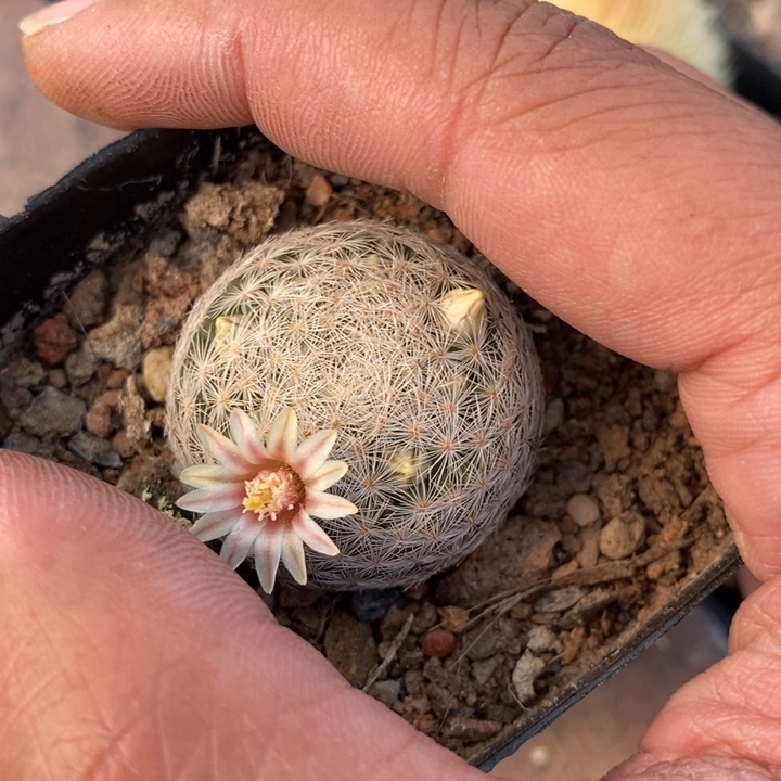 【闪购商品】376姬玉