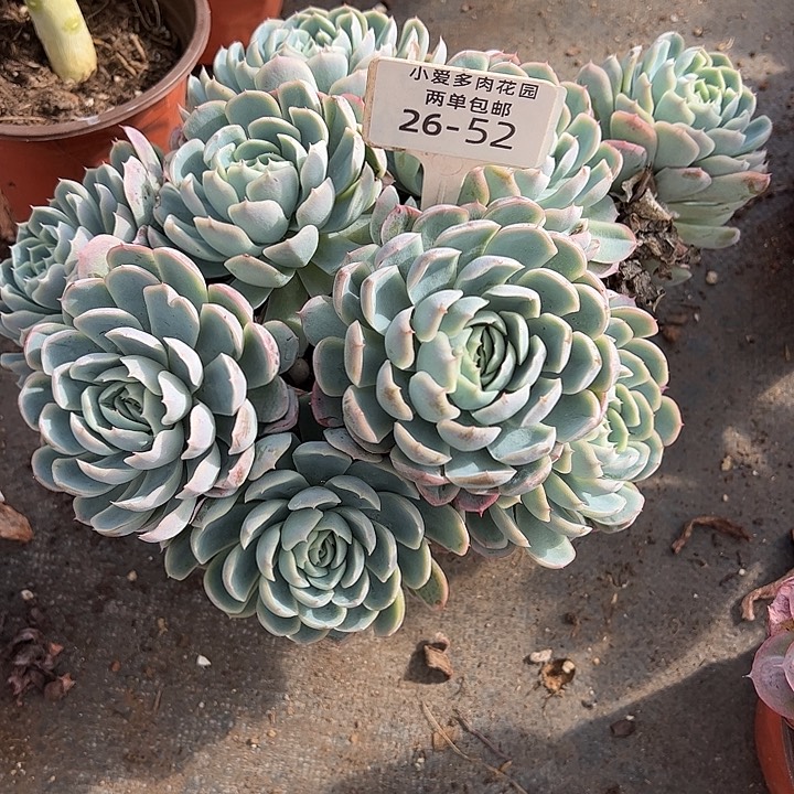 有***饿多肉植物组合盆栽26-52