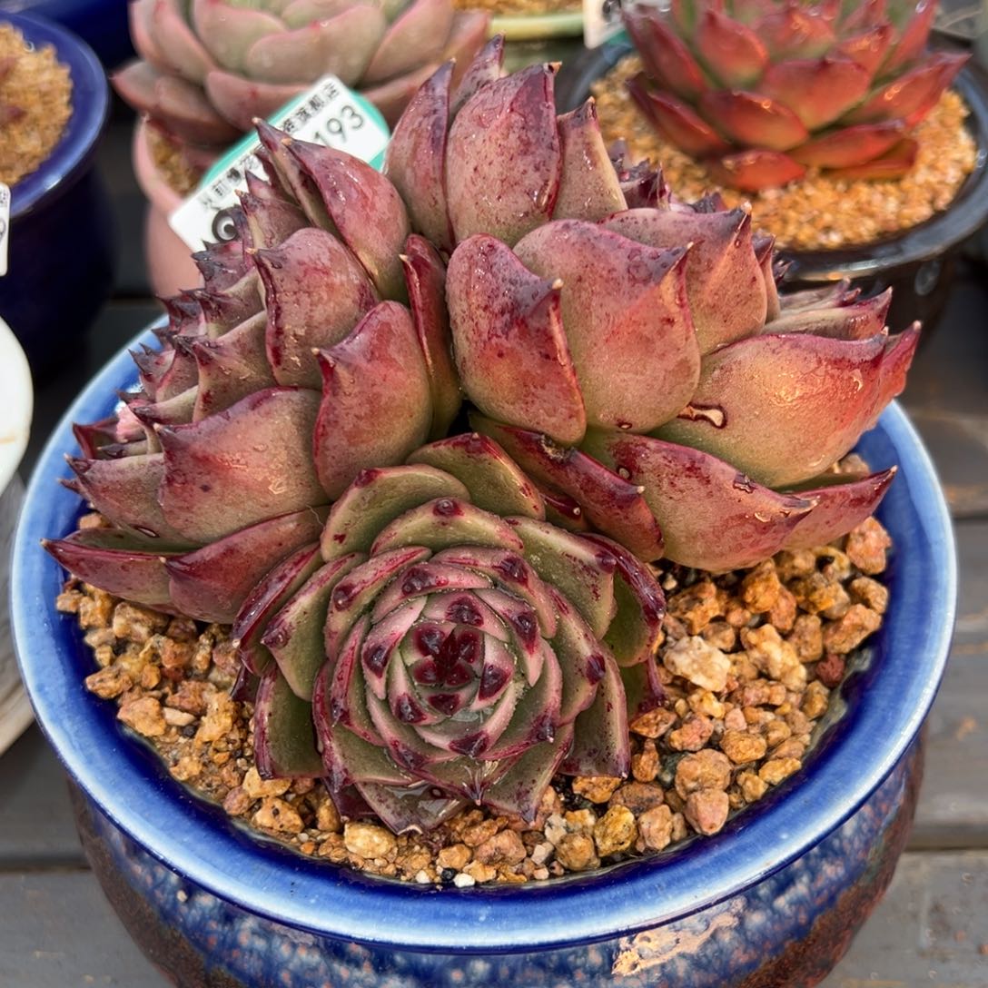 从前慢多肉精选编号0211.193