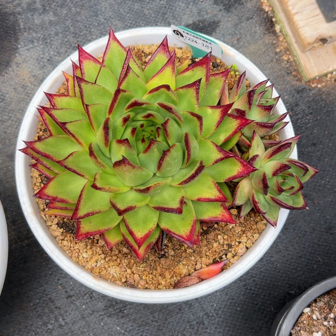 随****从前慢花园多肉编号1224-181