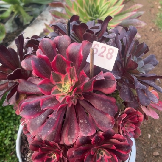 我628美杜莎多肉一起玩