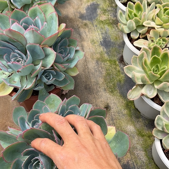 美蓝光18.88多肉植物精品
