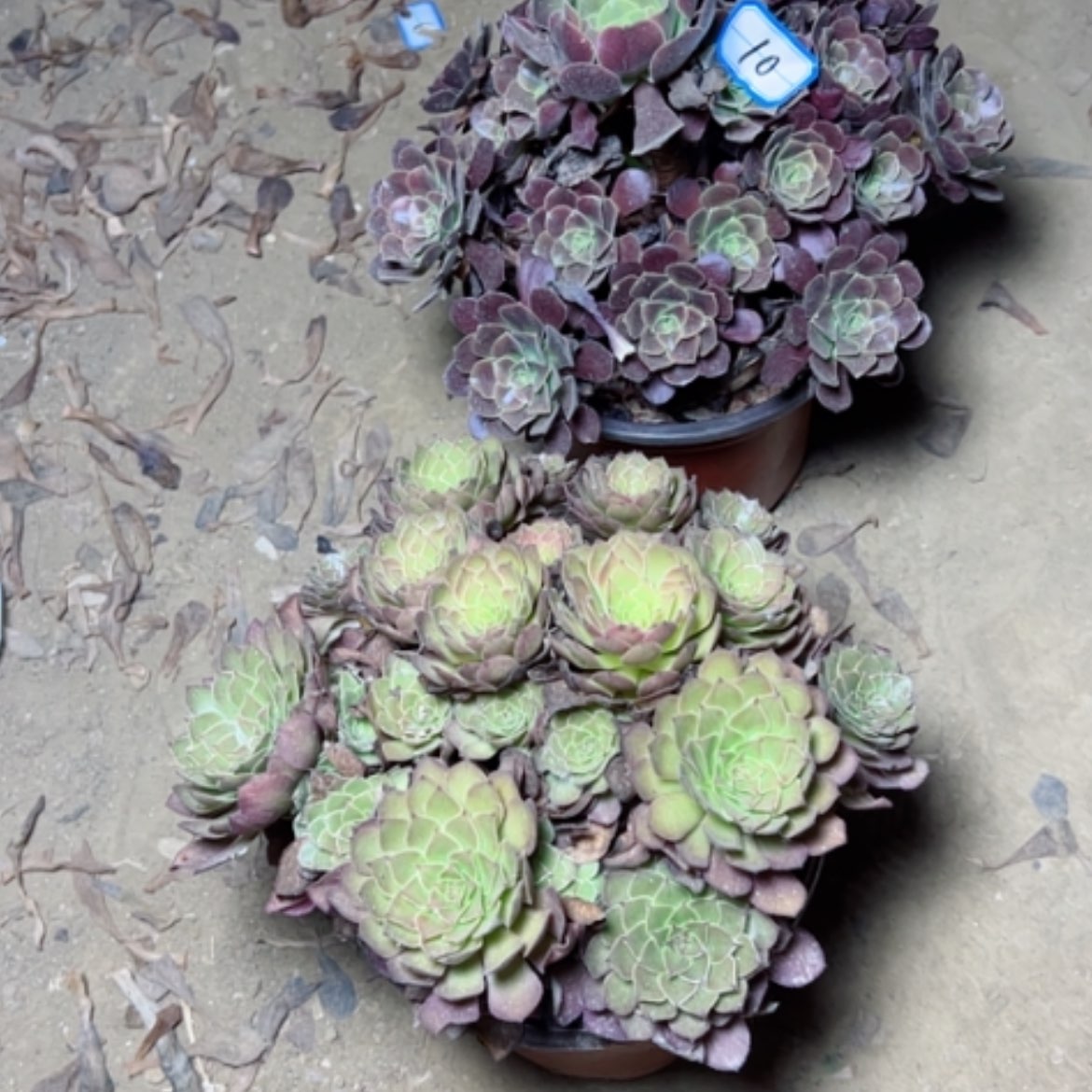 【闪购商品】美**条断枝不包10