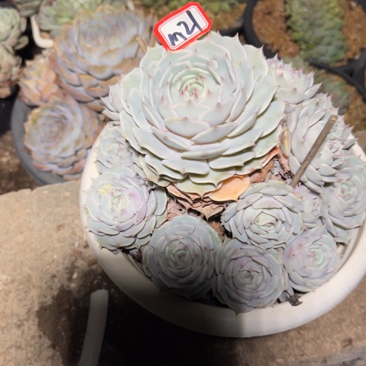 蒹***葭精品多肉植物老桩