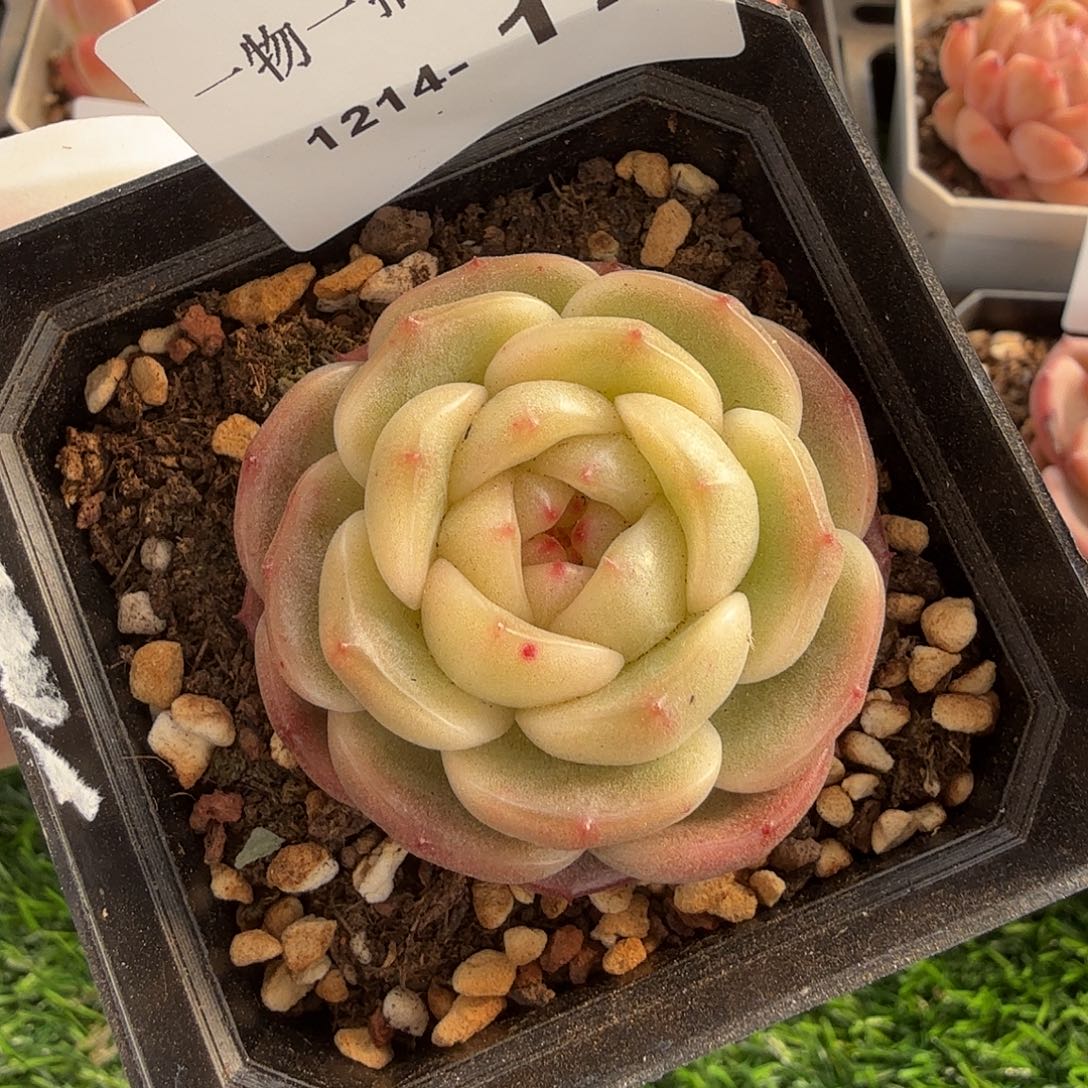 1214-17单颗多肉一物一拍