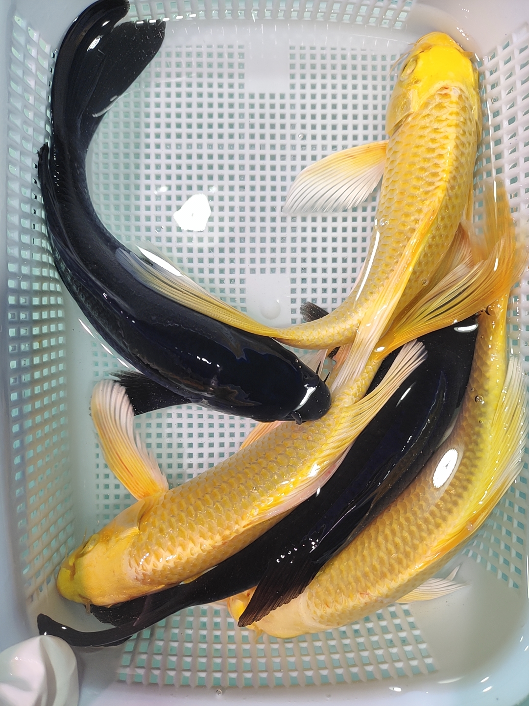 （七）3黄2黑11-15公分冷水锦鲤观赏鱼