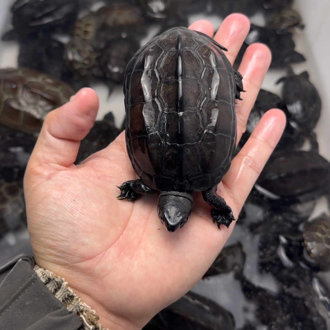 绿毛龟公苏北墨龟