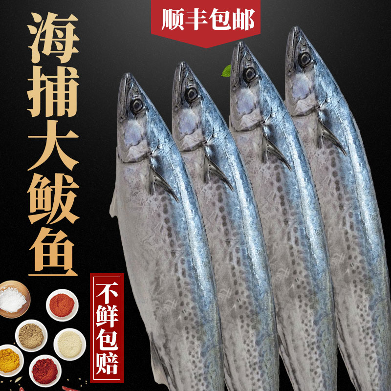 【顺丰包邮】新鲜野生海捕燕鲅鱼大号蓝点马鲛鱼威海小船海鲜燕尾鱼