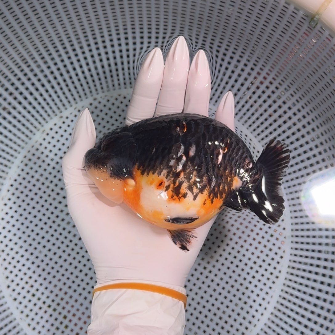 金鱼类不分公母12