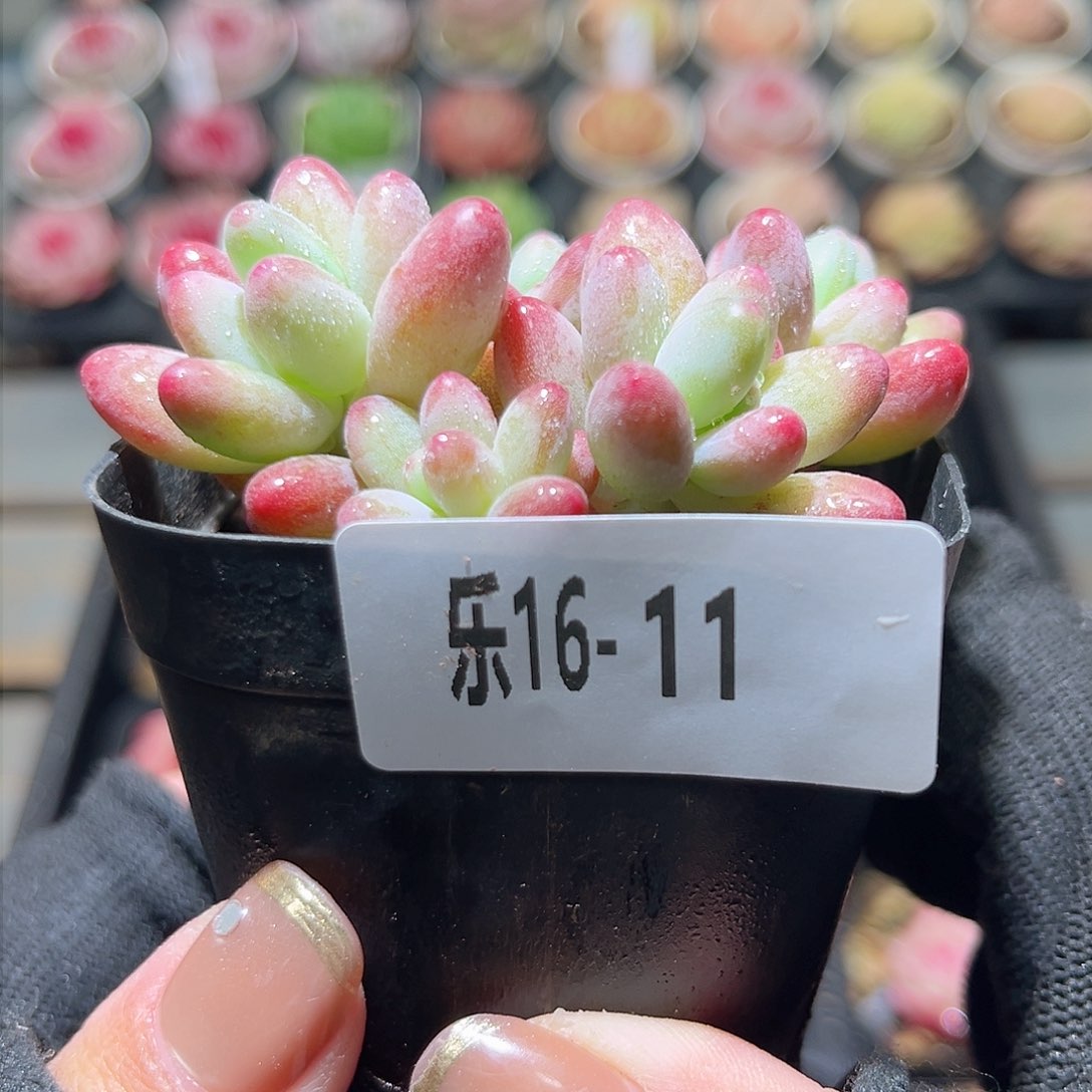 乐16-11 苹果奶群