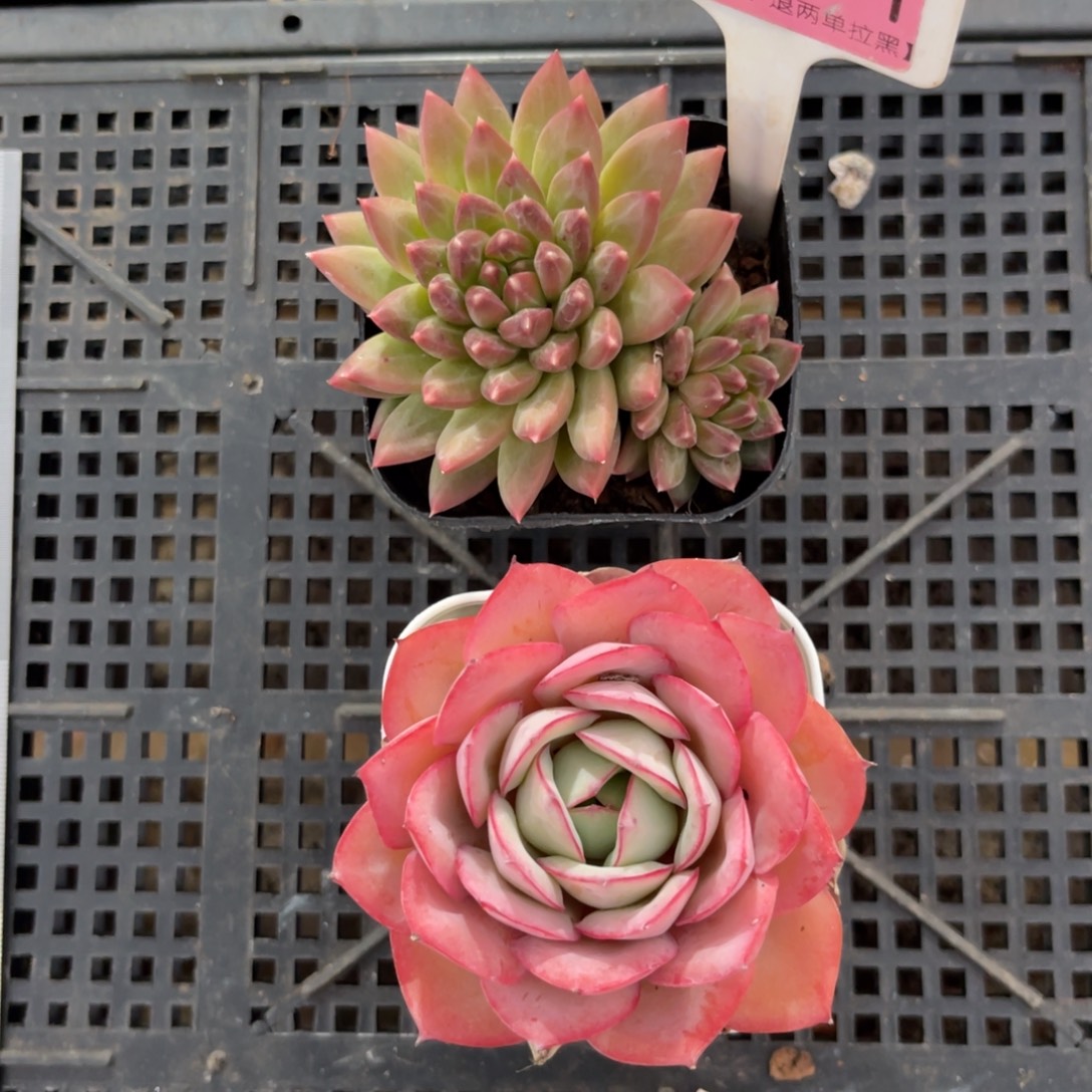 云尘多肉一物一拍1601