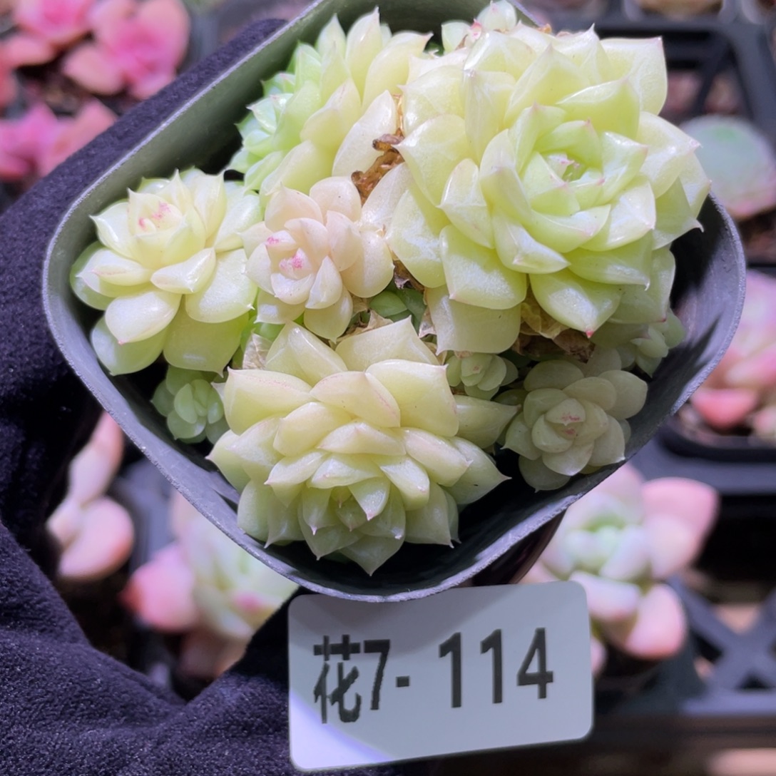 花利美7-114白天鹅