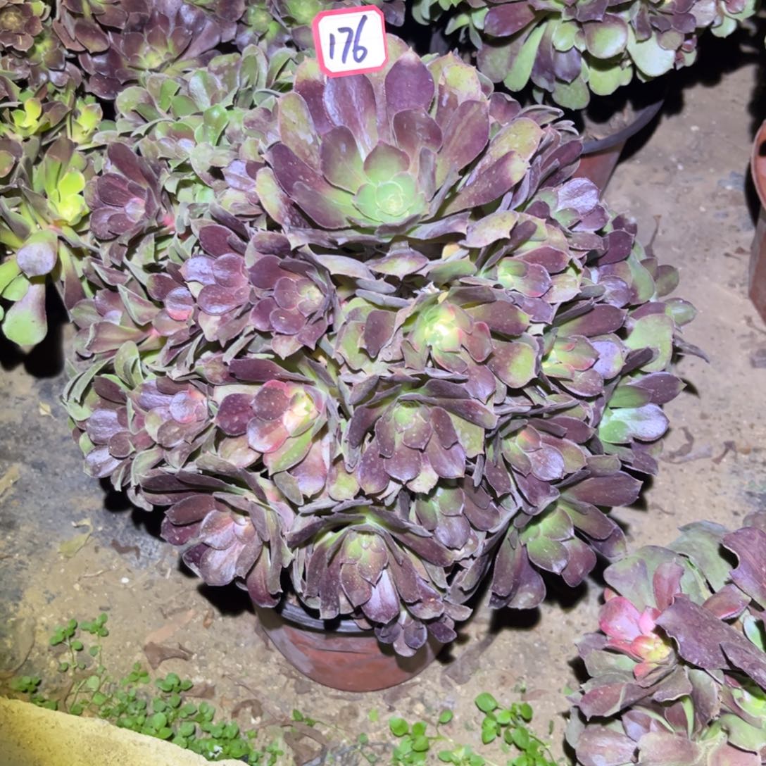 176多肉植物流星雨七彩