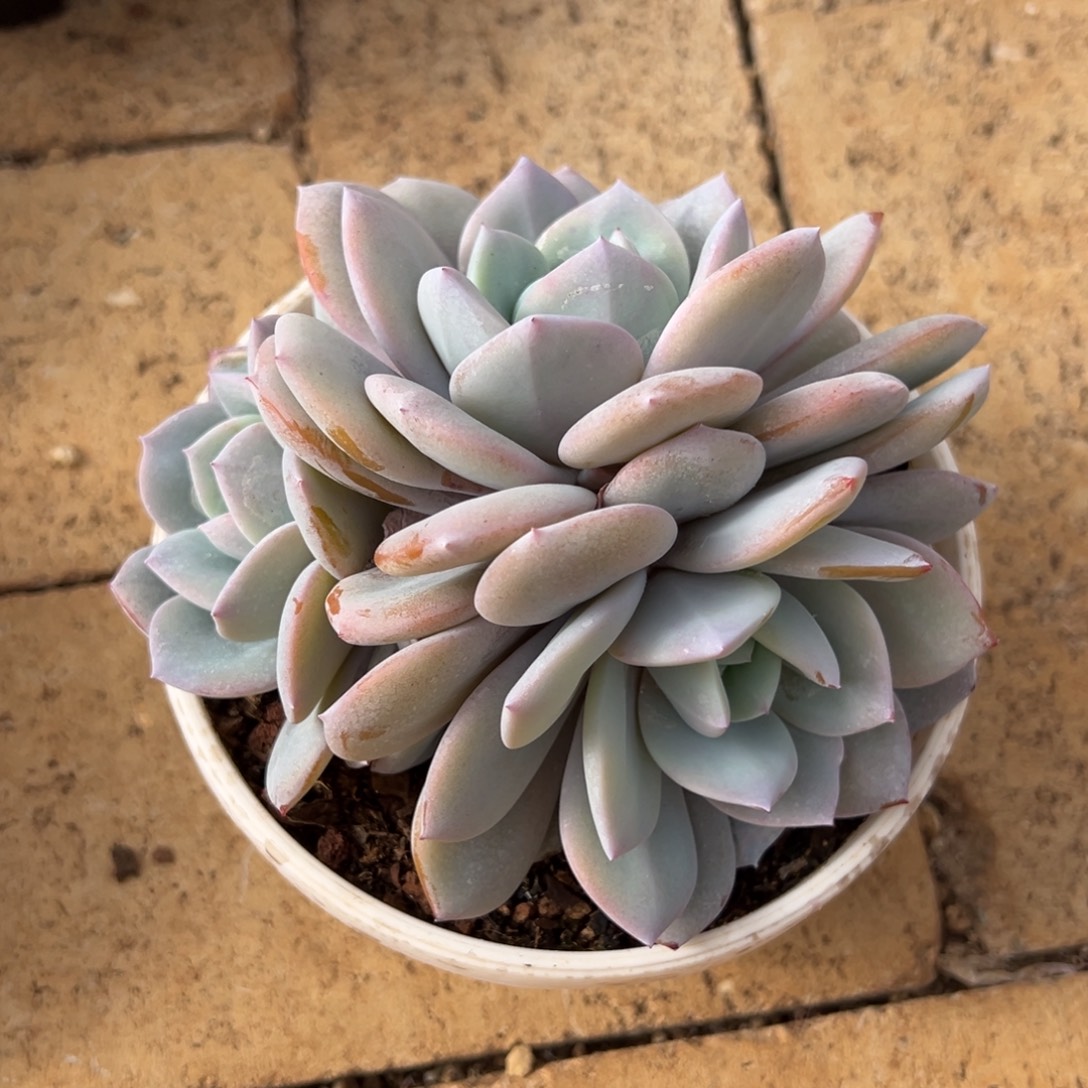 奶茶三头 无砍。          