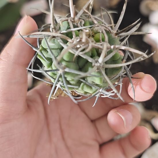 一物一拍，实生仙人球！