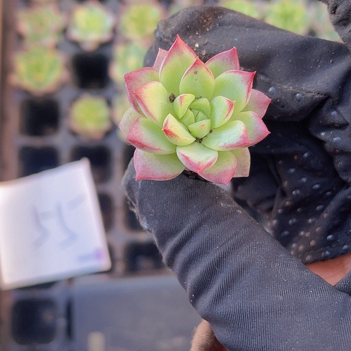 55精品彩月2颗一组