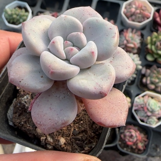 164白鹭多肉植物多