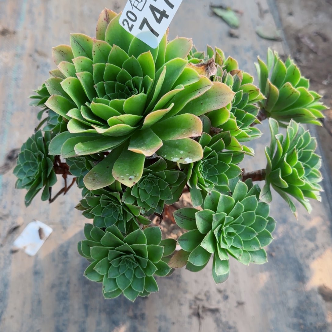 木法沙747满20包邮断枝不包