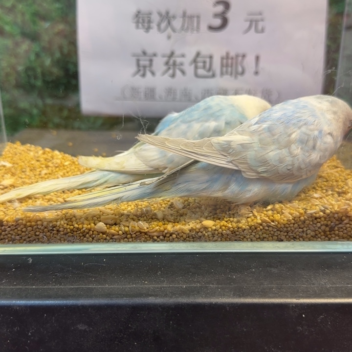 虎皮鹦鹉小头虎皮鹦鹉