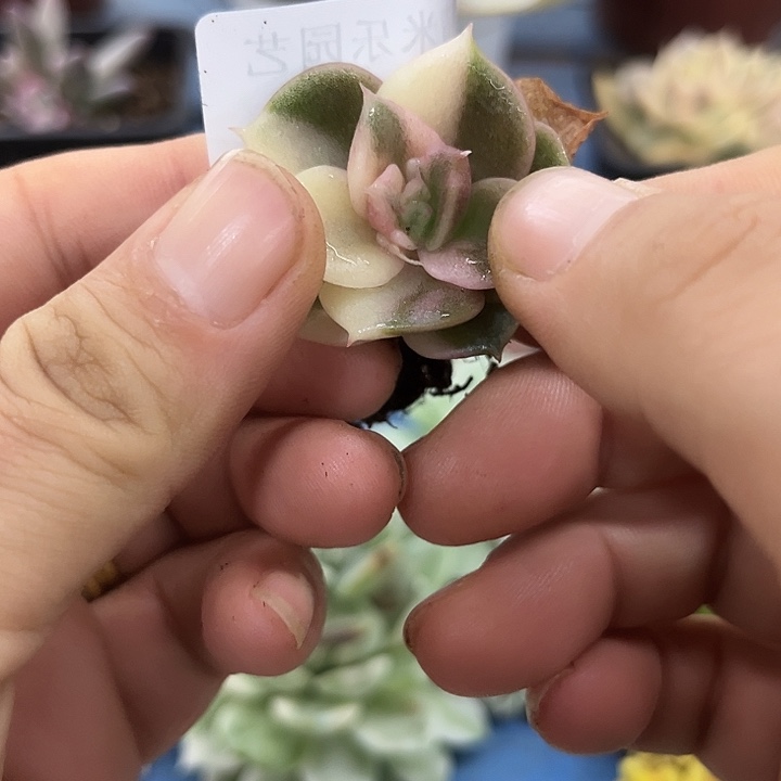 244贝加尔湖石化腹轮锦炸