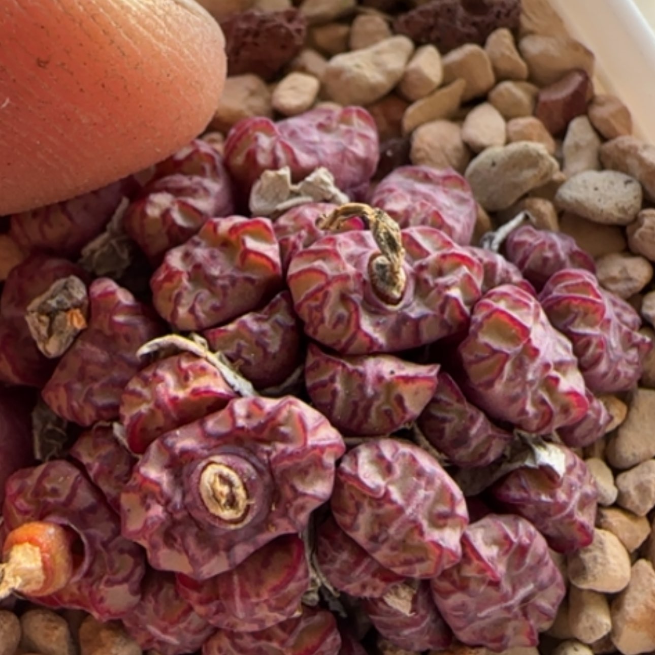 【闪购商品】8247     