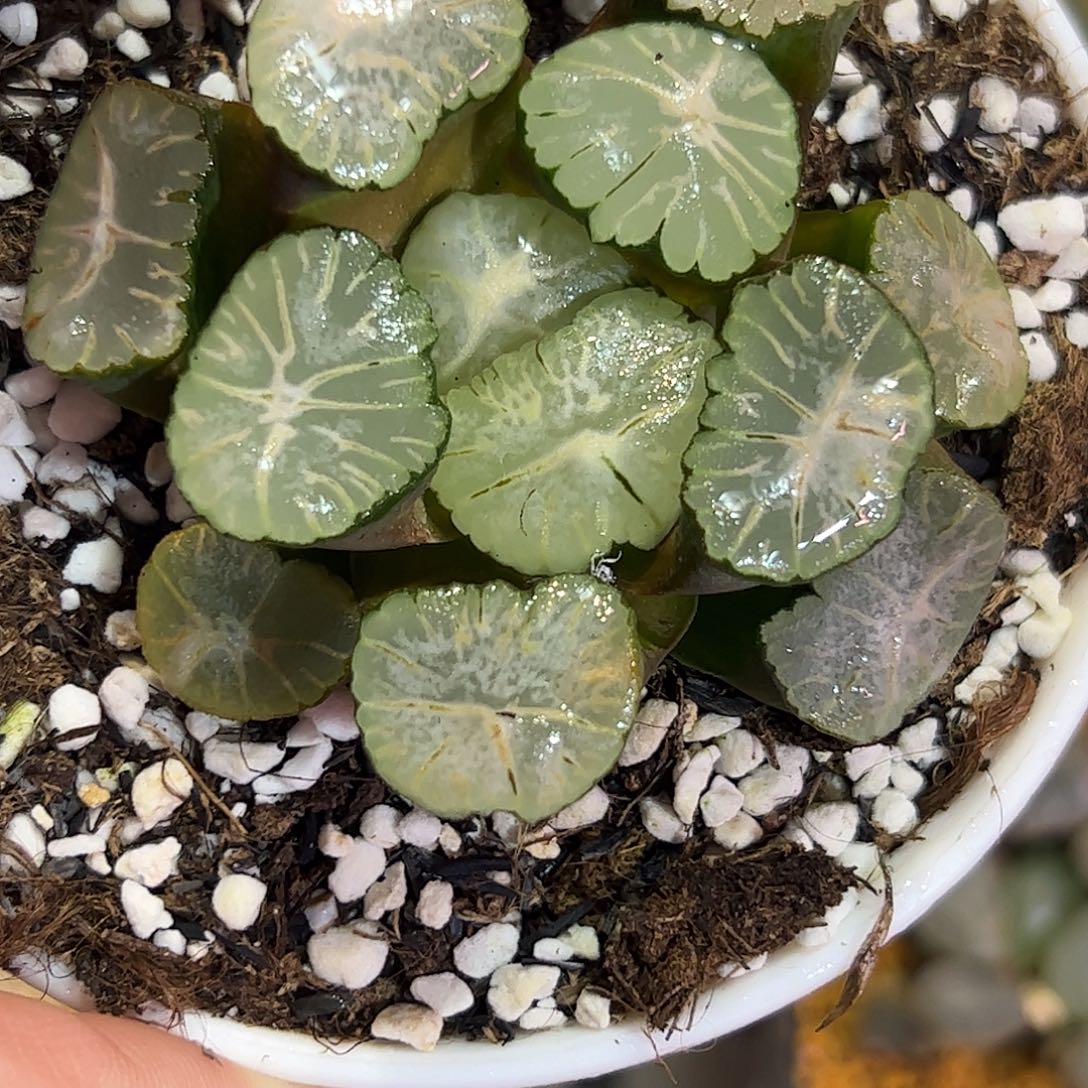 马萨林十二卷多肉植物满