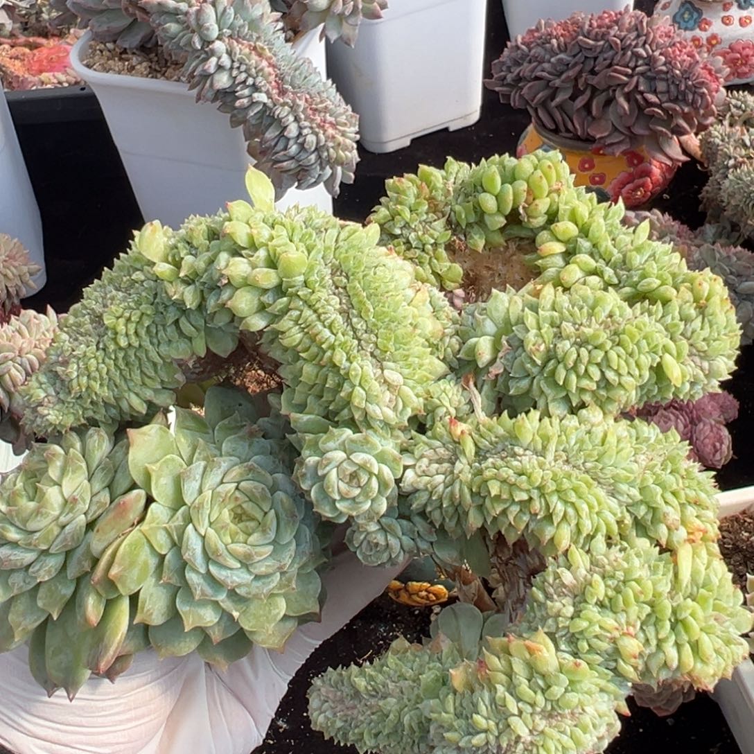 哈***哈新年快乐 新年快乐