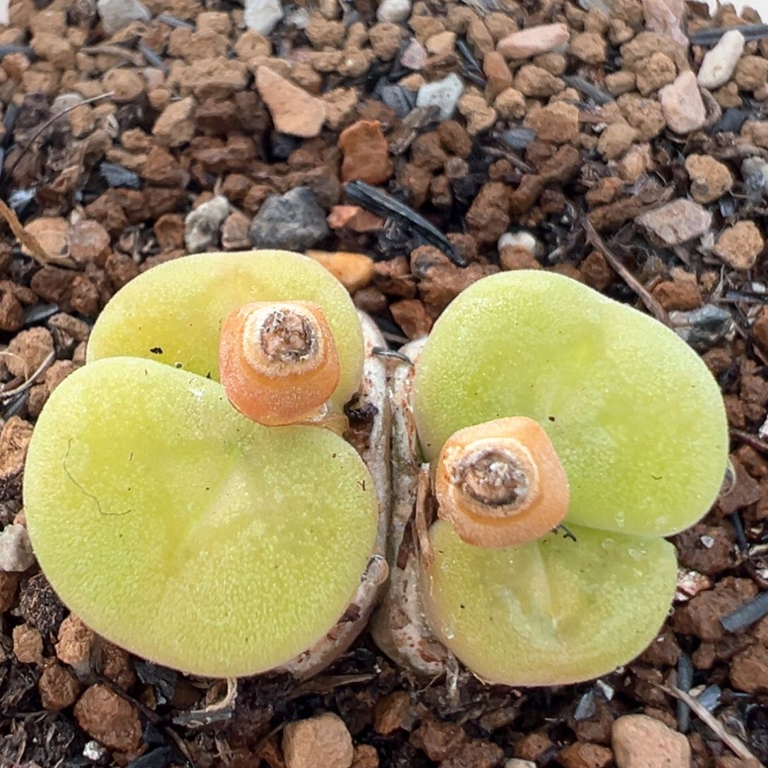 90多肉植物百科知识