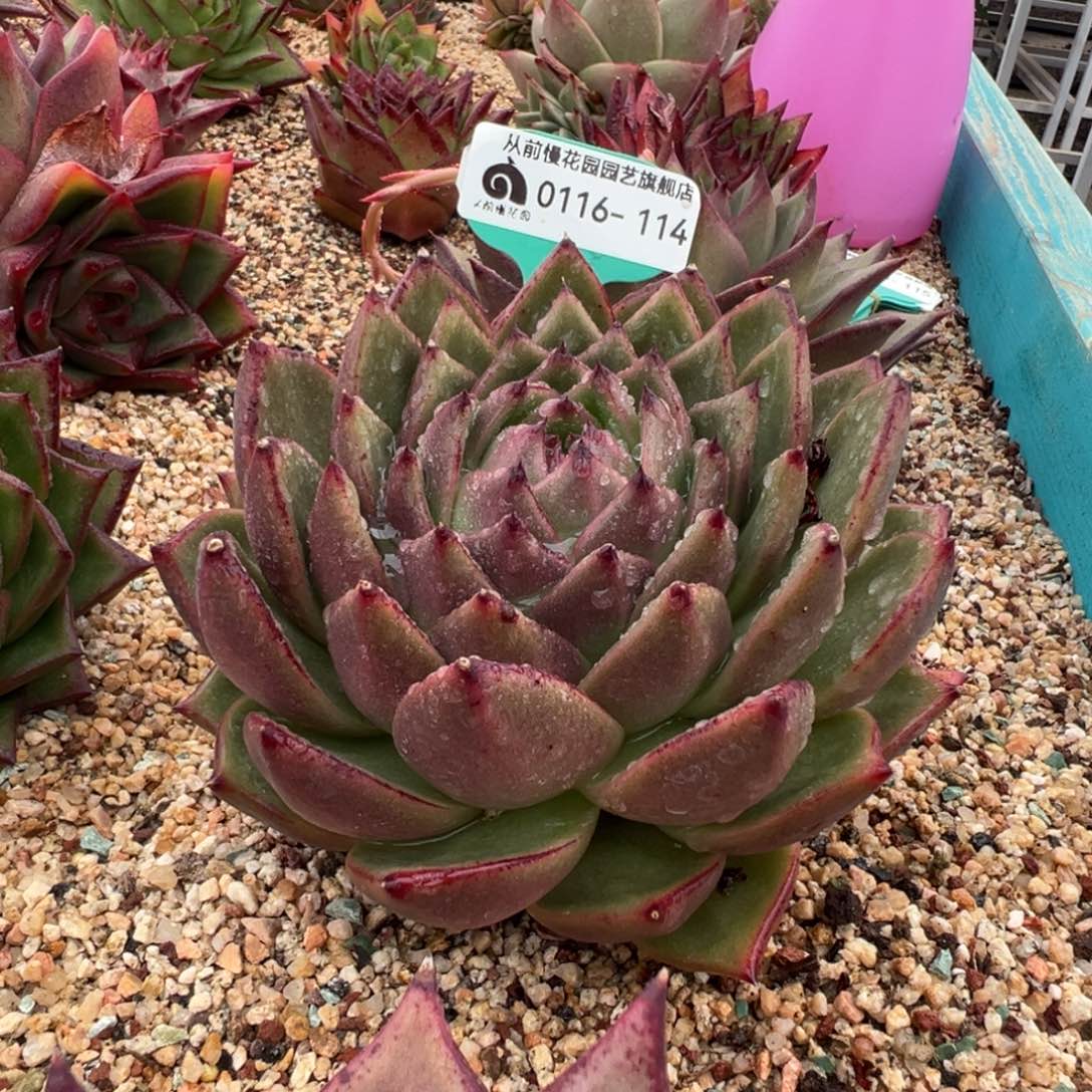 从前慢多肉精选编号0116.114