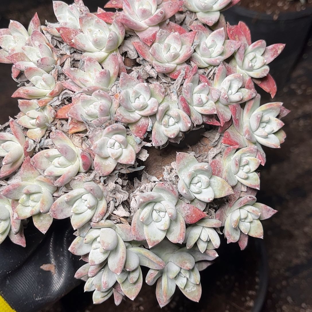 2694瑕疵刘丹白菊仙女杯多肉