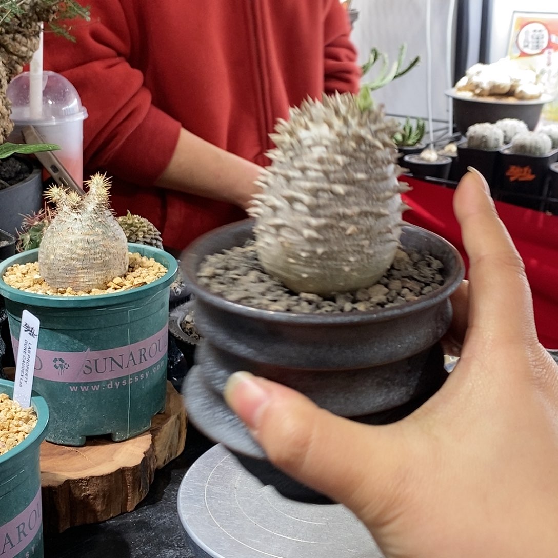 ?*大黑专拍植物特殊不退不换