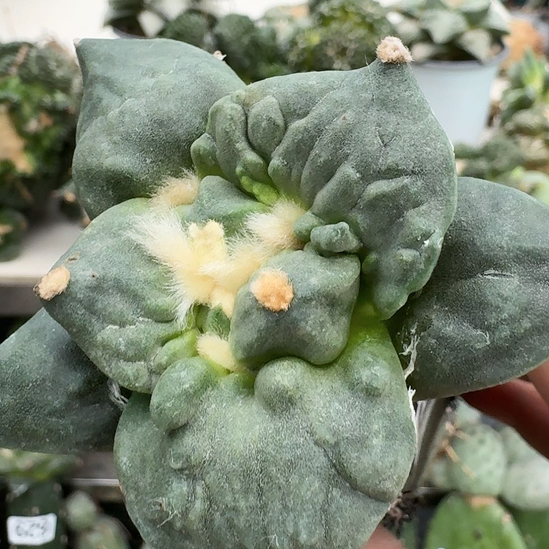 【闪购商品】无花朵不***。怒涛290