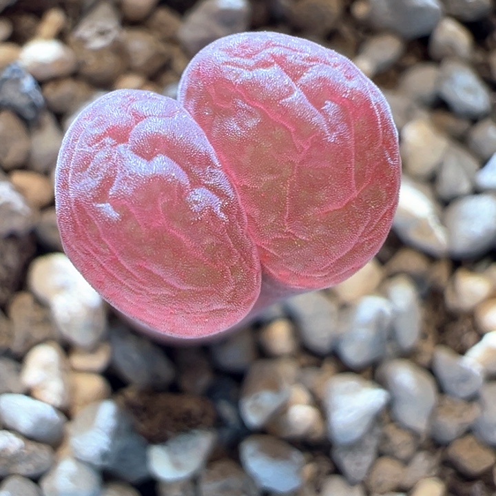 928.  优选超红窗Pnsp