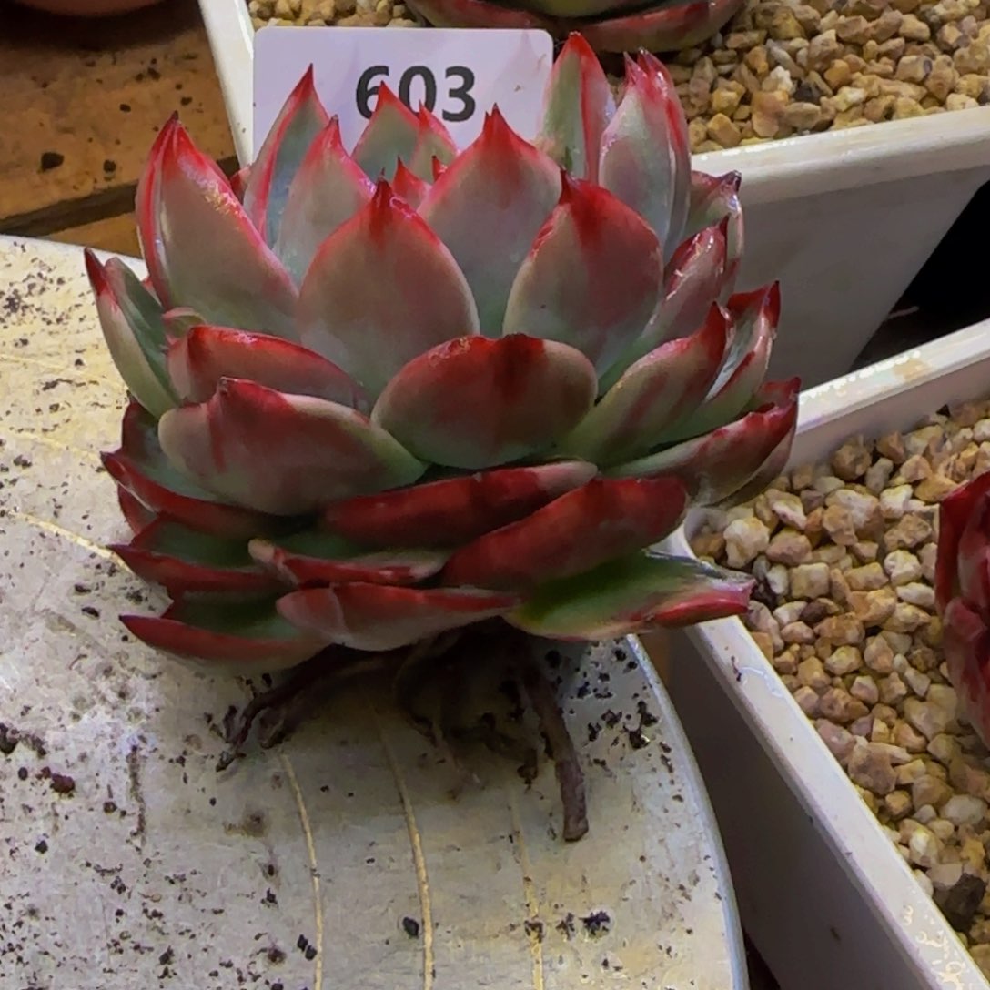 橘*?云南精品多肉603