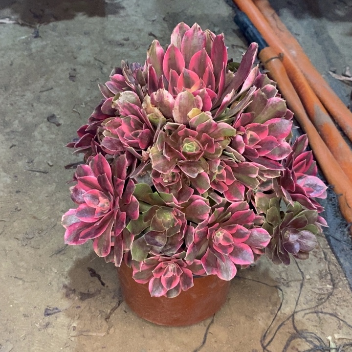 女妖多肉植物59。 