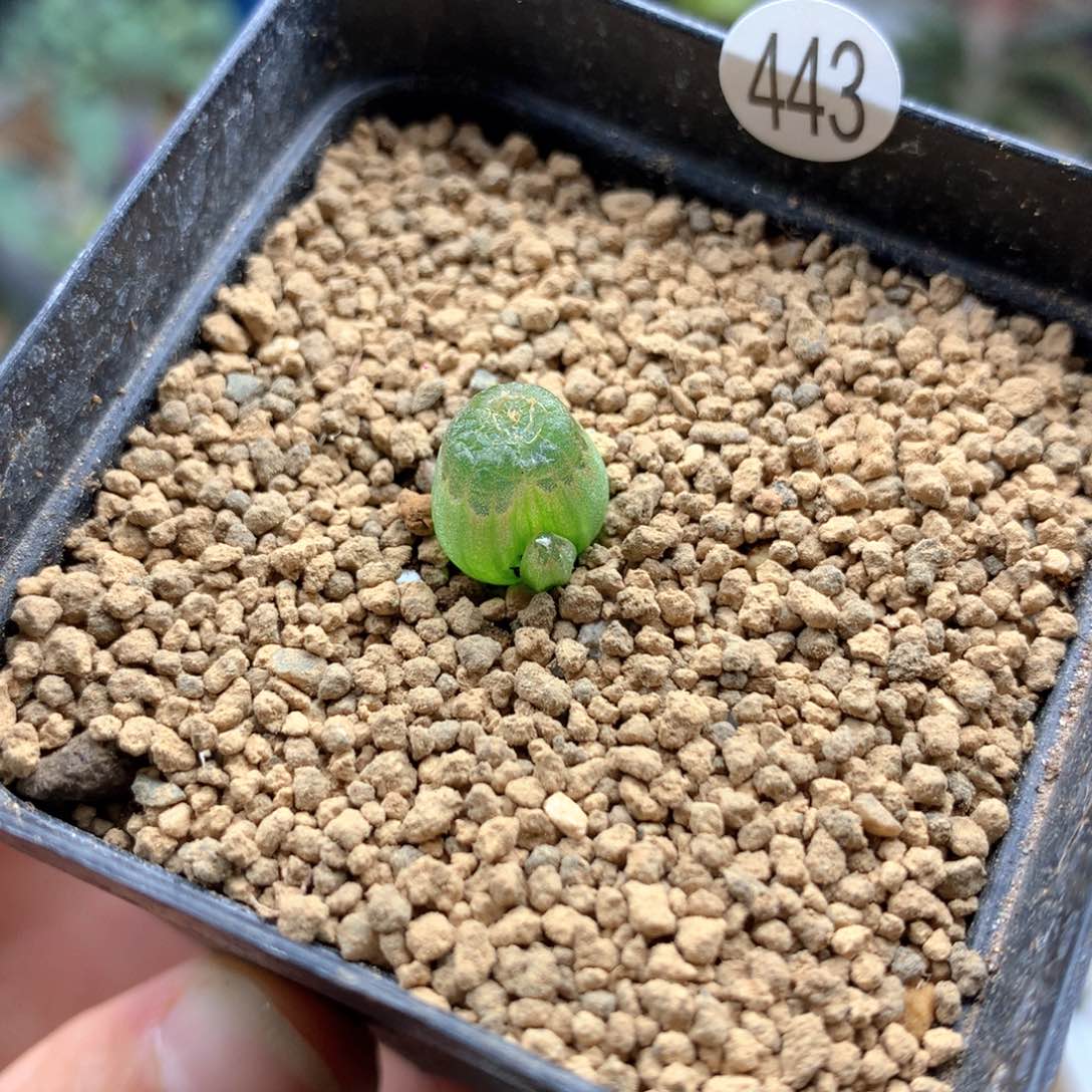 正版小佛座箍母本带盆多肉