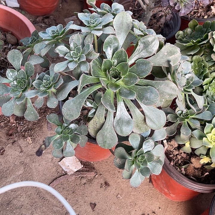 青衣玫瑰玫瑰玫瑰