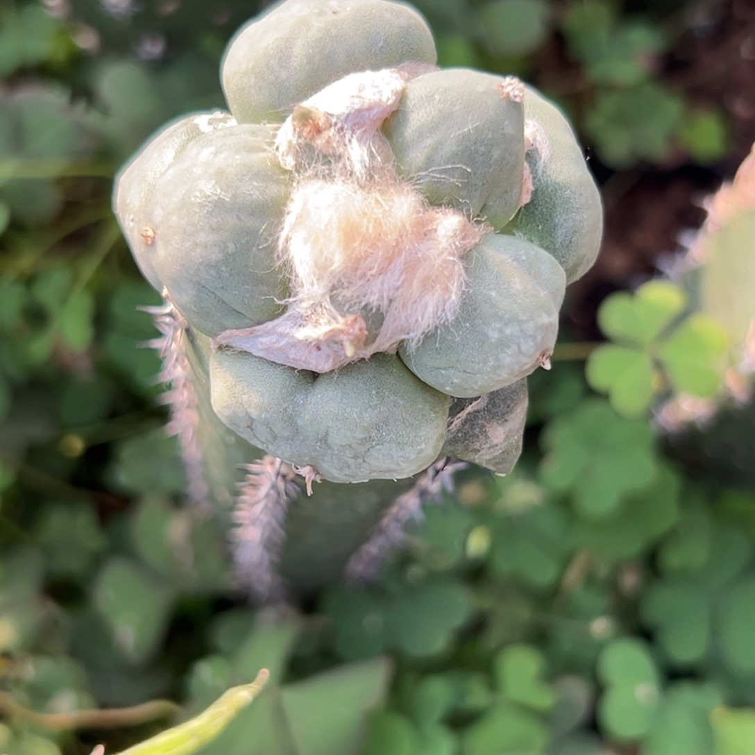 538 仙人球的比赛中获得