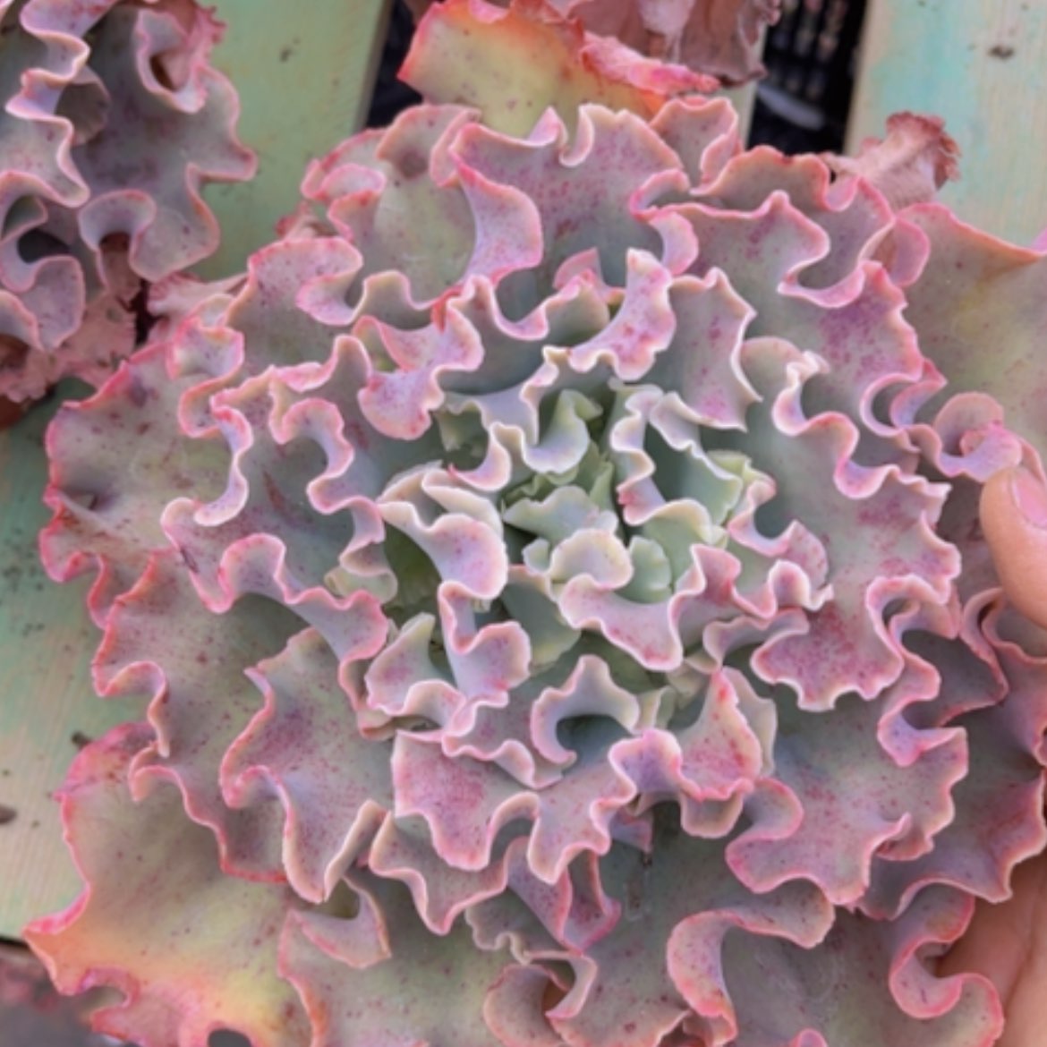 【闪购商品】高莎缀0930