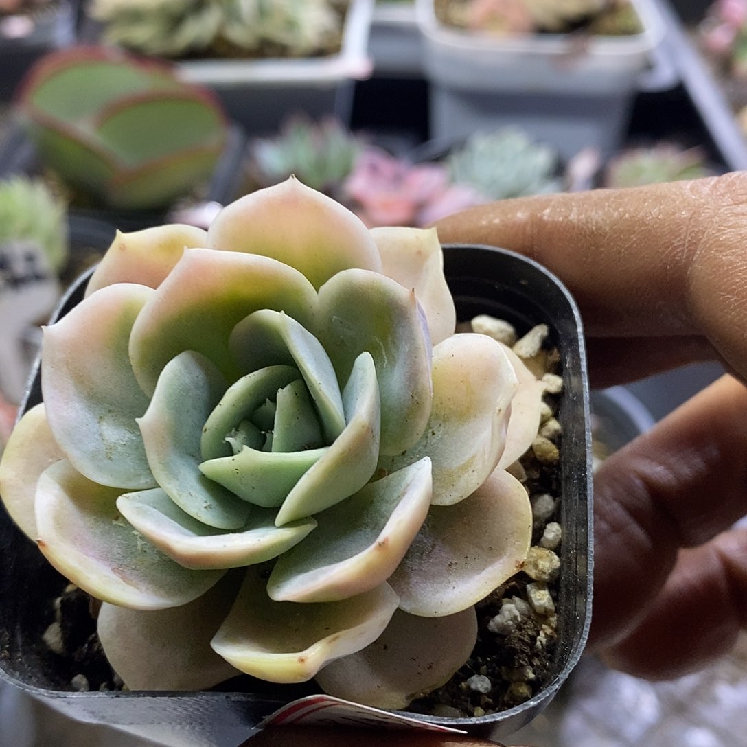 09103蓝色惊喜锦多肉