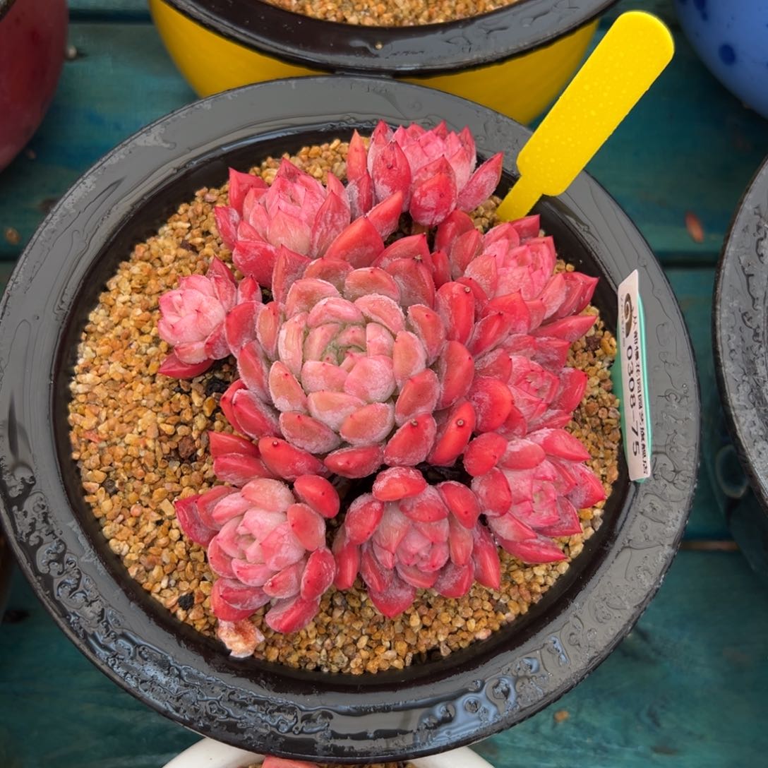 多肉一物一拍0308-75